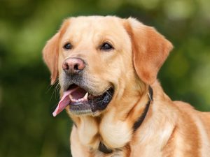 linguaggio-cani